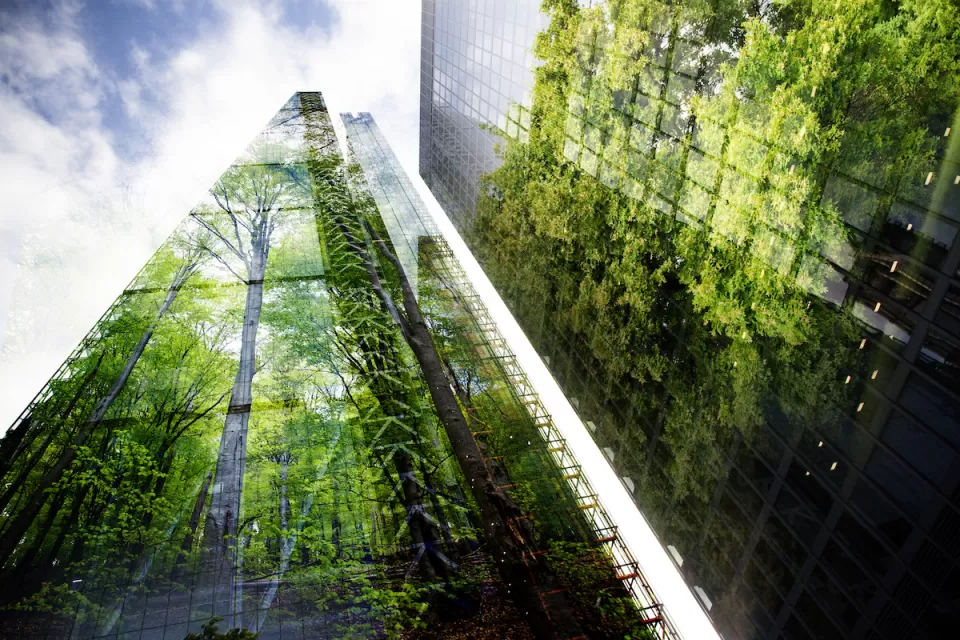 Green trees reflected in high-rise skyscrapers.
